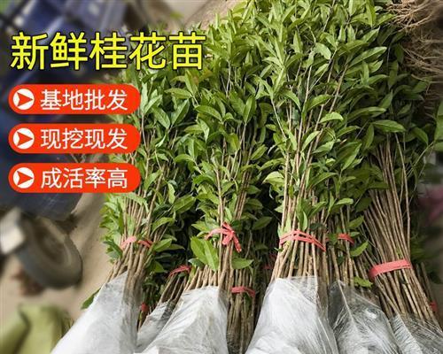 桂花树怎么种才能活（详解桂花的栽培技术）