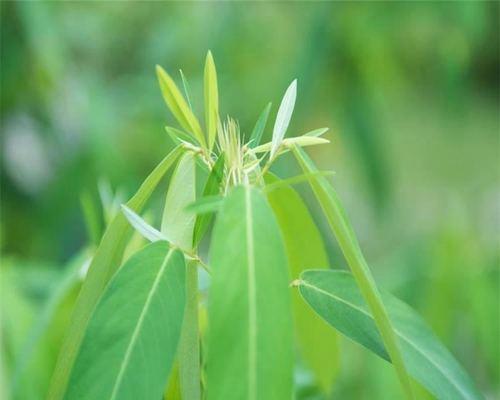 跳舞草的种子怎么种（跳舞草种子的种植方法步骤）