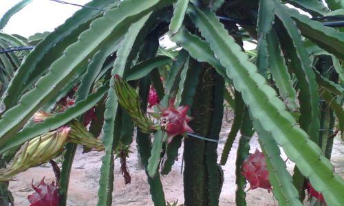 火龙果夏天怎么种植（火龙果的种植技术和方法）