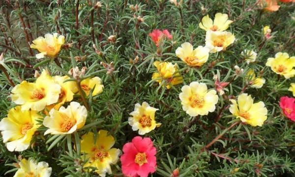 太阳花怎样种植（太阳花栽培技术要点）