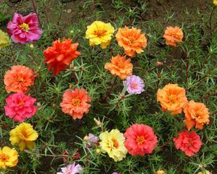 太阳花怎样种植（太阳花栽培技术要点）