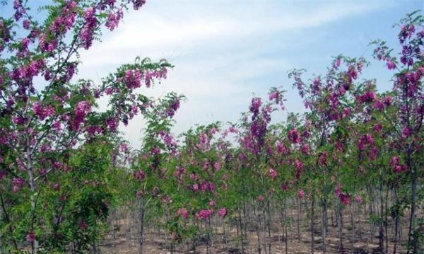 香花槐什么时候移栽好（有关香花槐移栽时间）