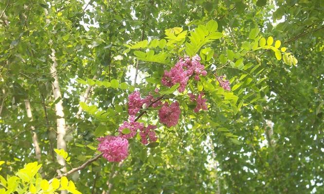 香花槐什么时候移栽好（有关香花槐移栽时间）