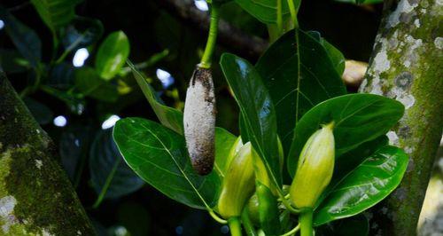 菠萝蜜种植多久才能挂果（菠萝蜜树的栽培技术）