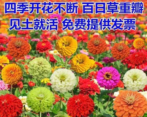 波斯菊种子怎么种植（有关波斯菊种植时间和方法）