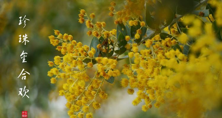 银叶金合欢树花语之美丽与祝福（探寻银叶金合欢树的花语意义）