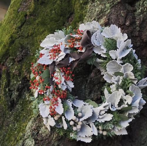 银叶菊的花语——坚强与永恒（探寻银叶菊的花语）