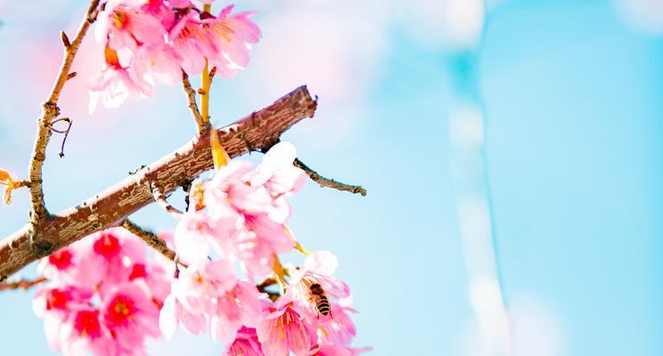 樱花诗的花语——爱与希望的象征（樱花诗的花语和它的文化价值）