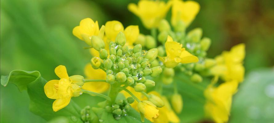 油菜花的花语——寓意与传承（春天里金黄的花海）