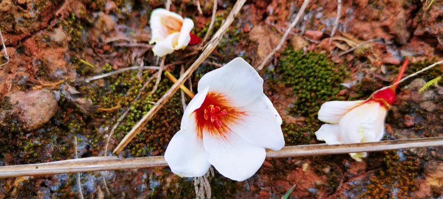 油桐花的花语（寓意浓郁的油桐花）