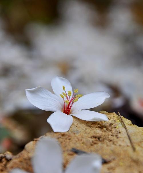 油桐花的花语（寓意浓郁的油桐花）