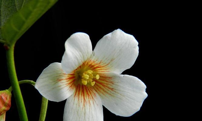 油桐花的花语（寓意浓郁的油桐花）