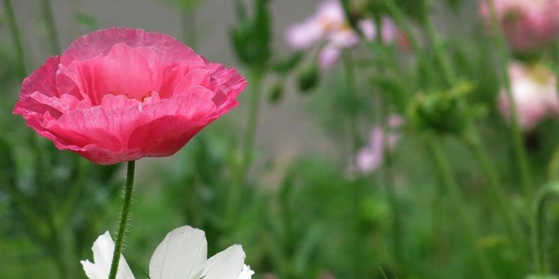 虞美人的花语——爱情的绽放（用花的语言述说深情）