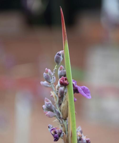 以再力花的花语——传递美好与祝福（以花朵的语言传递情感与祝福）