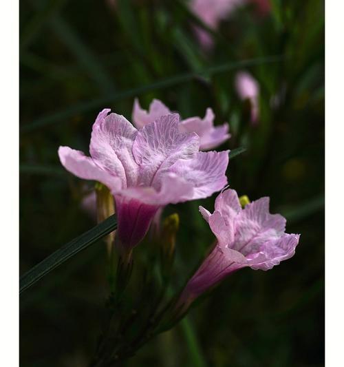 紫花翠芦莉花语探秘（揭开紫花翠芦莉的心灵密码）