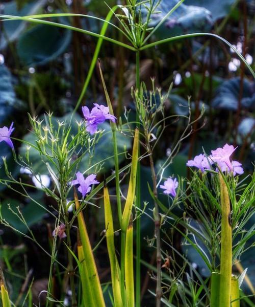 紫花翠芦莉花语探秘（揭开紫花翠芦莉的心灵密码）