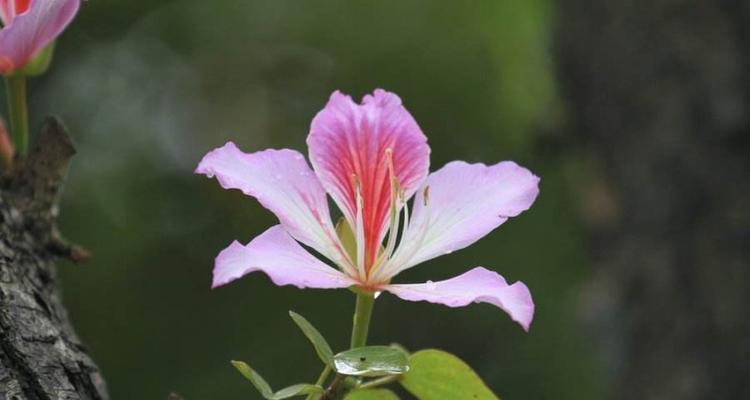 紫荆花的花语与象征（探索紫荆花所传递的深层意义）