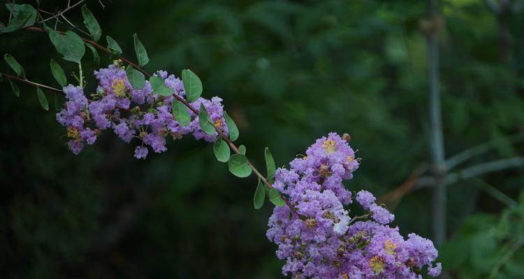 紫薇花的寓意和作用——美丽的花朵背后的深刻含义（解读紫薇花的象征意义及其药用价值）