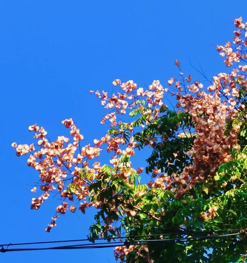 栾树花语（探索栾树花语的深层含义）