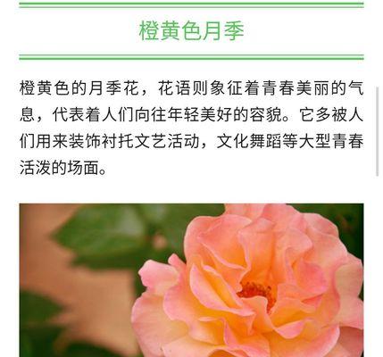 橘色月季花语象征与寓意（探索橘色月季的魅力与意义）