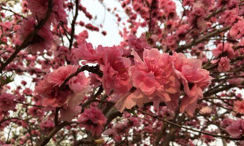 桃花传说与花语之美（探寻桃花花语的奥秘与传说的神奇魅力）