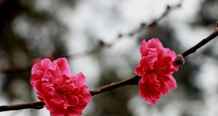 桃花传说与花语之美（探寻桃花花语的奥秘与传说的神奇魅力）