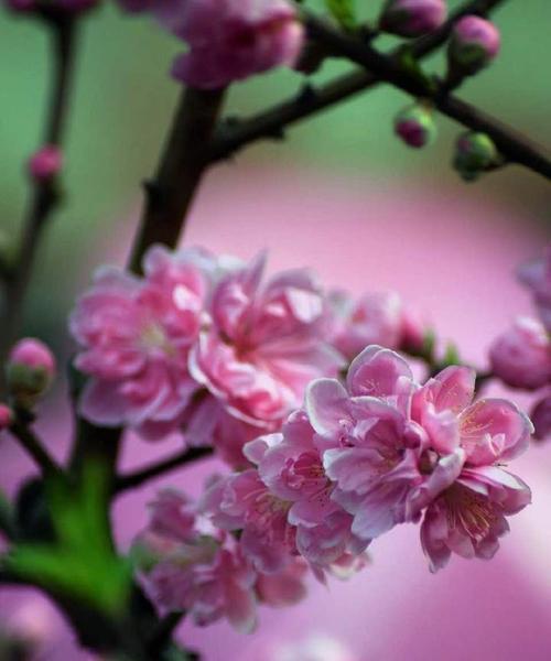 桃花传说与花语之美（探寻桃花花语的奥秘与传说的神奇魅力）