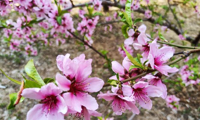 桃花花语（桃花花语解读及代表意义）