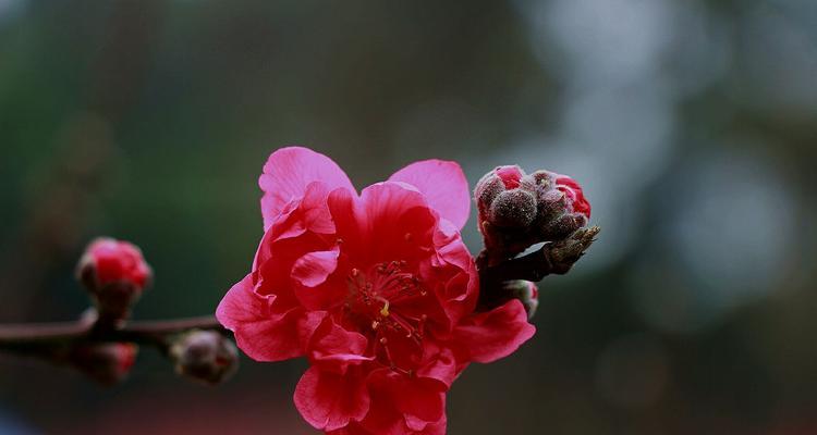 桃花花语（桃花花语解读及代表意义）