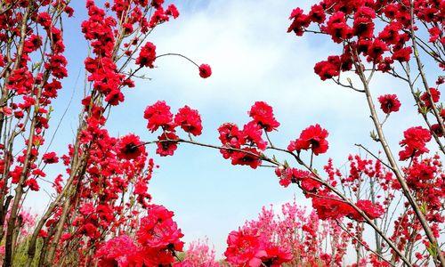 桃花的寓意与象征（桃花之美）