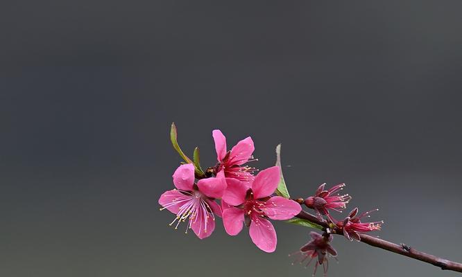 桃花的寓意与象征（桃花之美）