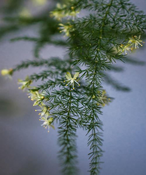 文竹开花的寓意和养殖技巧（探寻文竹开花之谜）