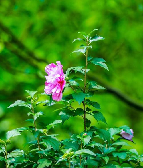 无忧花的花语与典故（舒缓压力）