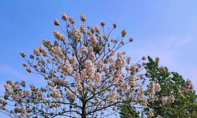 梧桐花的寓意与营养价值（探索梧桐花的美与滋补功效）