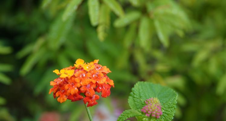 五色梅的花语（绚丽多彩）