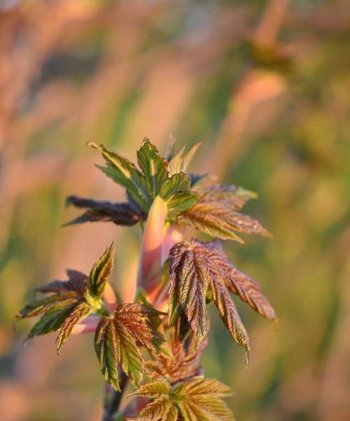 香椿树开花预示着什么（解读香椿树开花的象征意义）