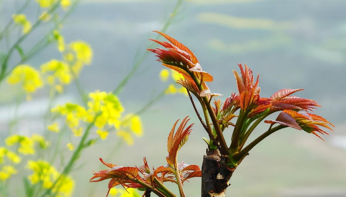 香椿树开花预示着什么（解读香椿树开花的象征意义）