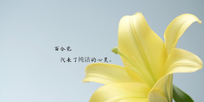 百合花寓意与香水百合的神奇力量（百合花的寓意和香水百合的魅力）