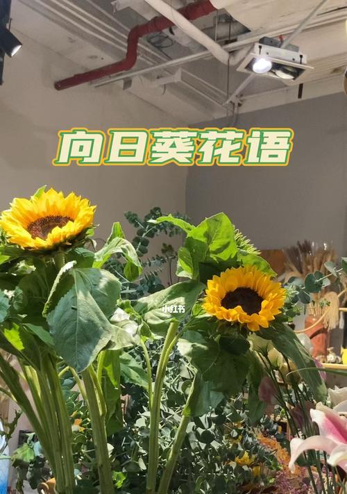 向日葵花的意义与花语（探索向日葵所代表的寓意和传达的信息）