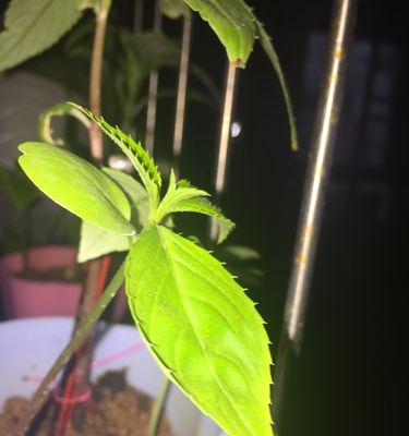 勇敢自立——植物世界的豪迈（以自立）