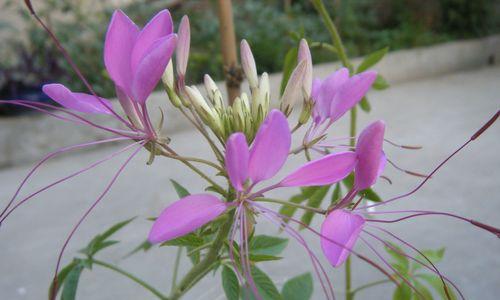 自信的花朵（探索自信之源）