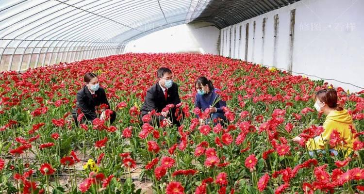 植物中的公平正义（以象征公平正义的植物为主题）