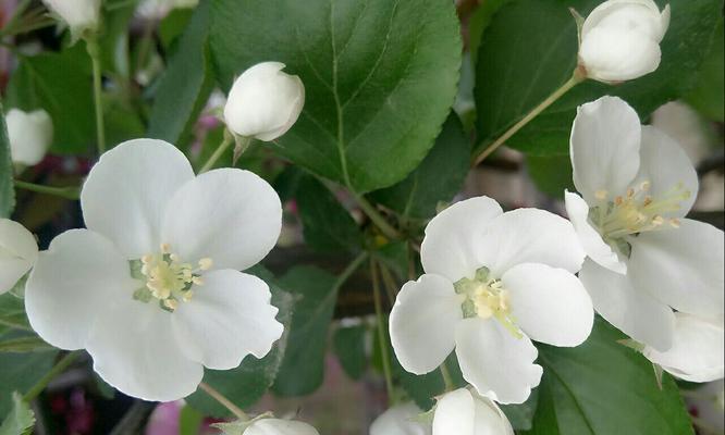 孤独之花（探索植物界中以孤独为主题的多样植物及其象征意义）