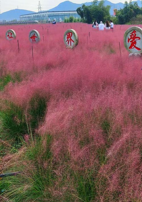 粉黛乱子草什么时候种（粉黛乱子草种植方法和时间）