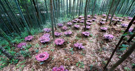 灵芝如何种植方法（关于灵芝的栽培技术）