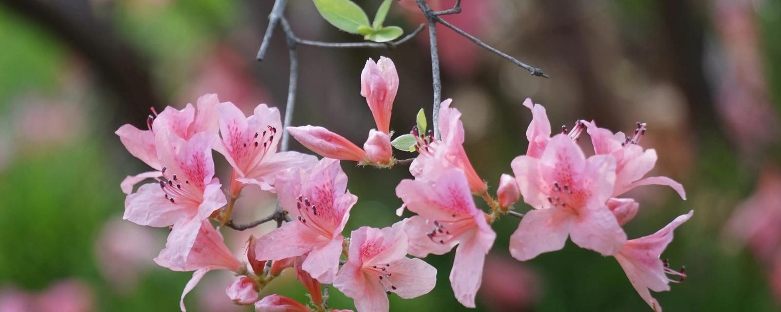 杜鹃花主要特征有哪些（关于杜鹃花的特点介绍）