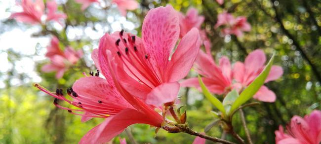 杜鹃花主要特征有哪些（关于杜鹃花的特点介绍）