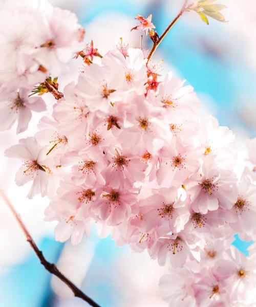 樱花什么时候开花季节（有关樱花花期简介）