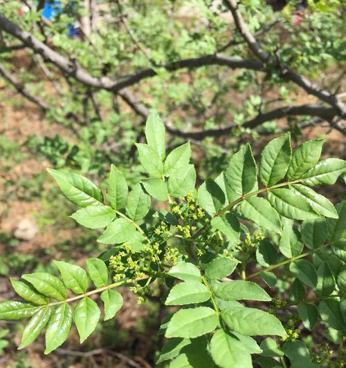 什么时候种花椒树（花椒树的种植时间和方法）