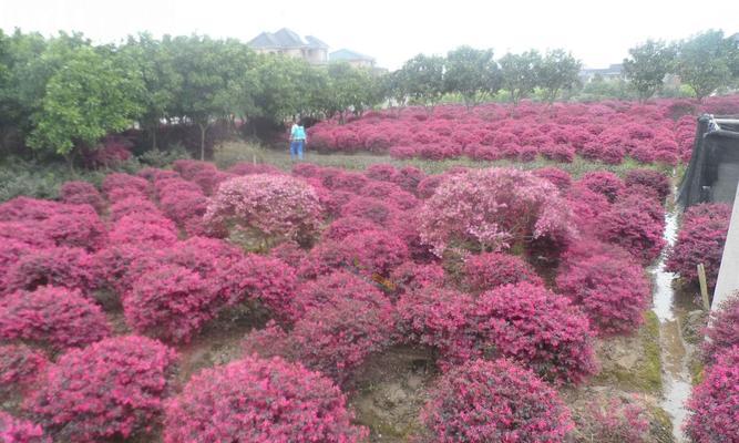 红花继木球怎么种植（红花继木球栽培技术要点）